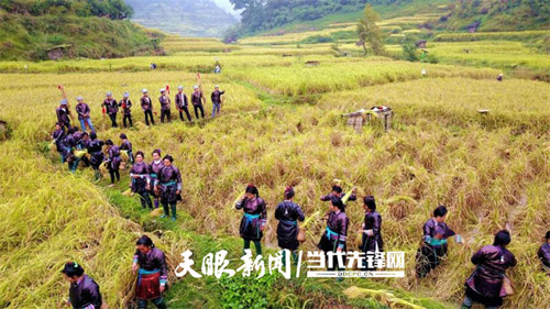 從江香禾糯豐收