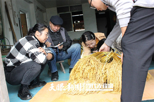 記者深入從江與科技人員一起收獲香禾糯